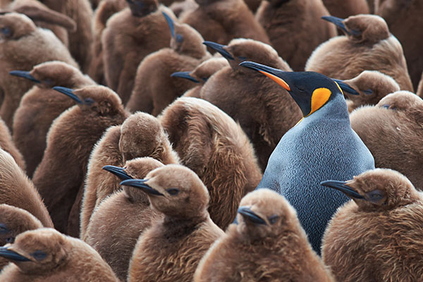 How To Stand Out On Amazon With Sponsored Brands & Video